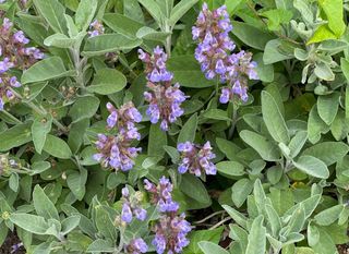 Planta aromática e medicinal: conheça a erva que alivia inflamações e ainda realça o sabor de alimentos