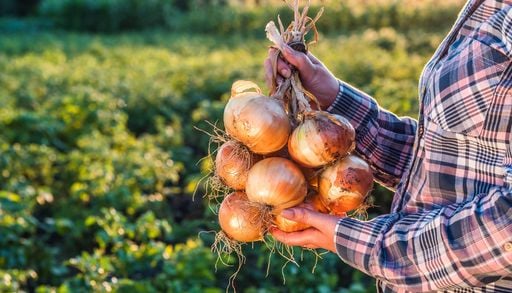 Planta cebollas en casa: c&oacute;mo cultivarlas en maceta (o suelo) y llenar el plato de sabor