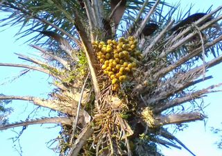 Planta-chave do sertão: licuri ganha destaque na bioeconomia nordestina; entenda