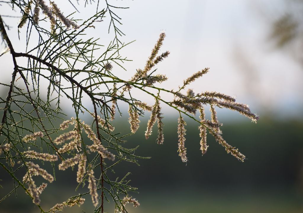 Tamerice di Athel; Tamarix aphylla