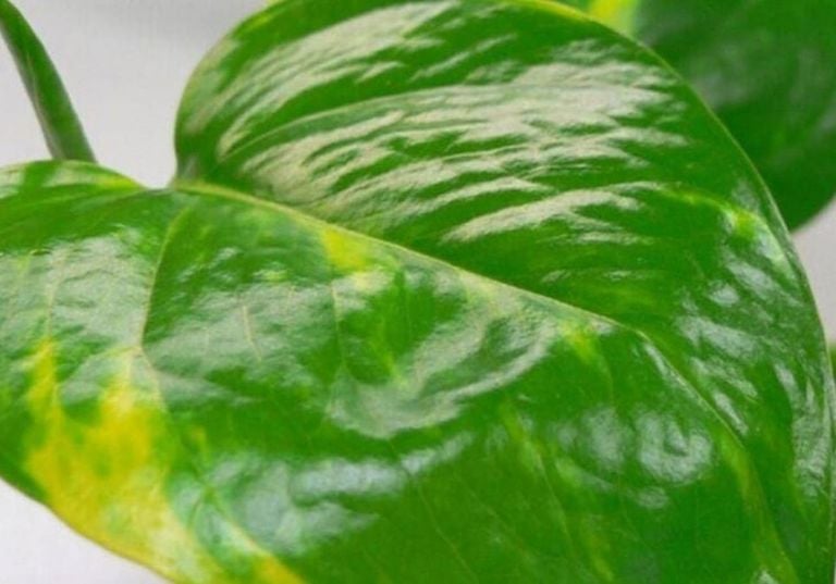 Esta planta de interior eliminan hasta el 73 % de sustancias cancerígenas del aire, según un estudio de la NASA