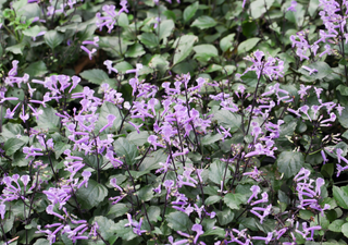 Planta Monalisa: la flor de otoño que transforma el jardín con tonos lilas