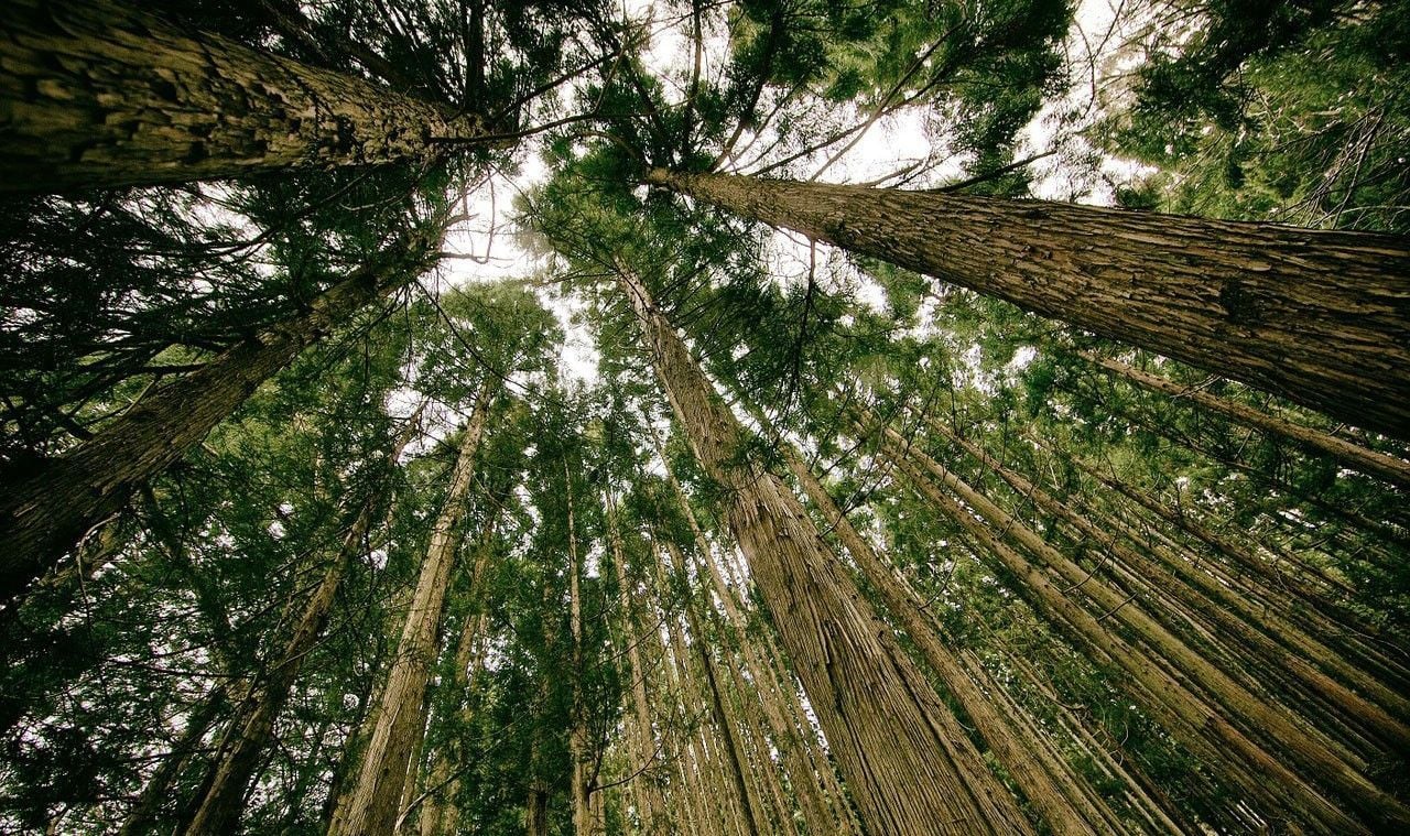 Imagen de un bosque en los EE.UU. Crédito: NASA