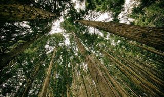 ¿Plantar árboles realmente ayuda a enfriar el planeta? Un estudio responde a esta pregunta