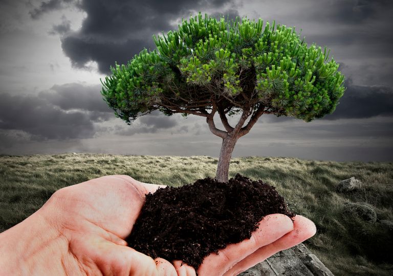 Plantar árboles para frenar el calentamiento: ¿verdad o mito?