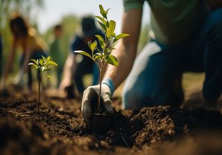 Plantar árvores pode não ter impactes positivos tão significativos na temperatura