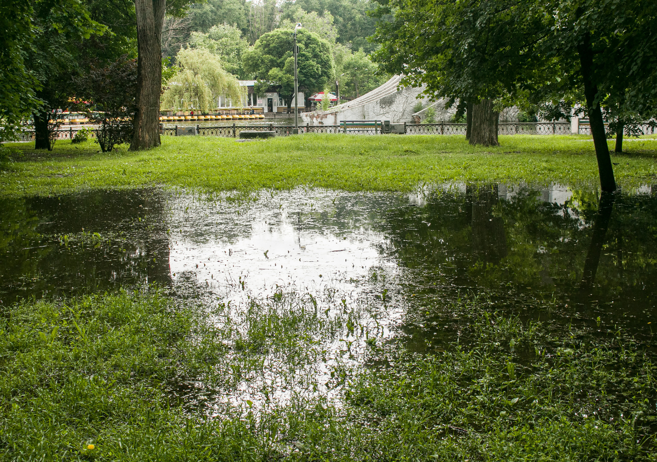 Las plantas pueden jugar un papel muy importante en la prevención de inundaciones, ayudando a reducir el impacto del agua acumulada y protegiendo tu jardín.