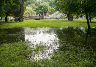 Plantar estas 5 plantas en tu jardín puede ayudarte ante desastres como inundaciones