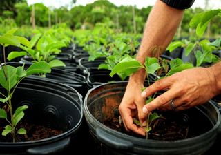 Plantar florestas 'artificiais' podem causar mais danos que benefícios