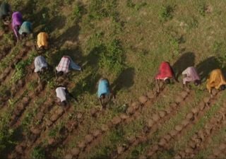 Plantar la "Gran Muralla Verde" africana ¿cambiaría el clima global?