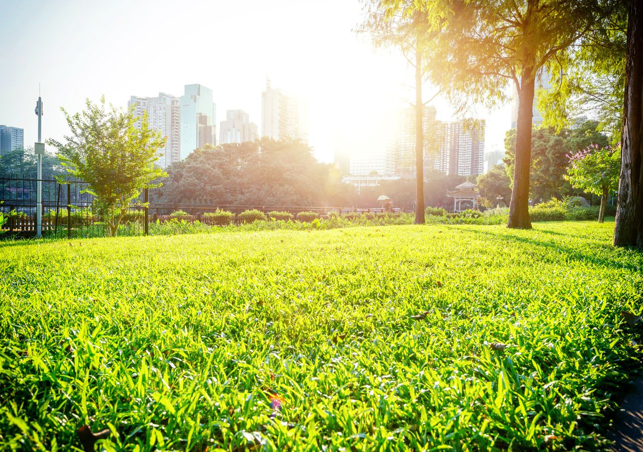 El aumento de la superficie de árboles en las ciudades disminuye los efectos de la isla de calor.