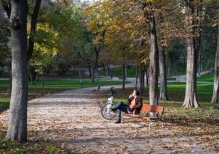 Plantar más árboles en las ciudades evitaría una gran cantidad de muertes