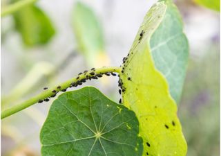 Seven allied plants to help scare away aphids from gardens: Advice from an agricultural engineer