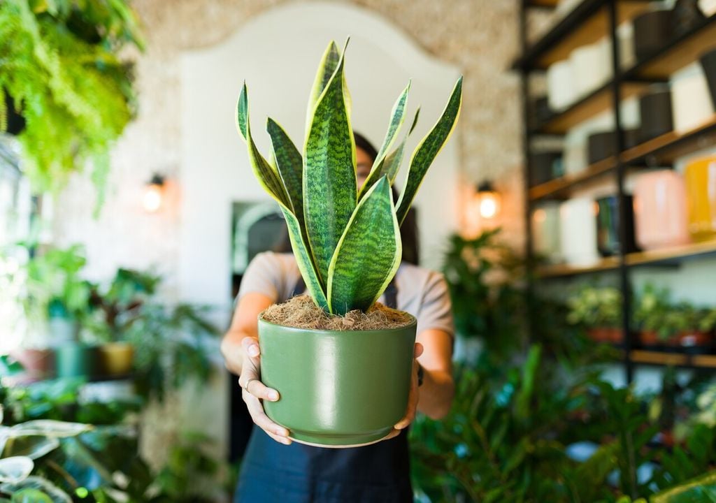 Ficus, sansevierias y palmeras de salón son especies seguras que mejoran la calidad del aire sin liberar polen.