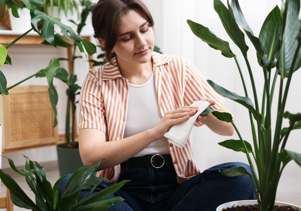 Limpiar las hojas y evitar el exceso de agua permite que las plantas sigan purificando el aire sin generar humedad excesiva.