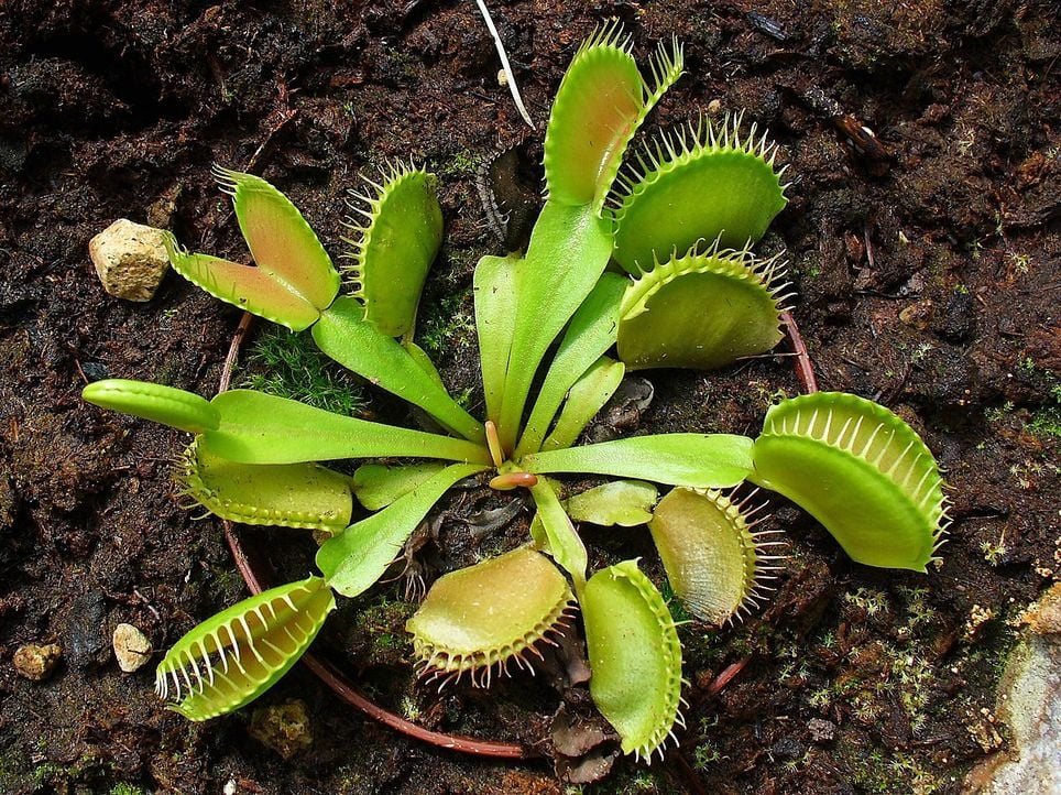 Plantas carnívoras: tipos, cuidados y todo lo que debes saber