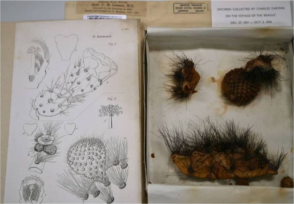 ilustrações e espécimes de plantas coletadas por Darwin