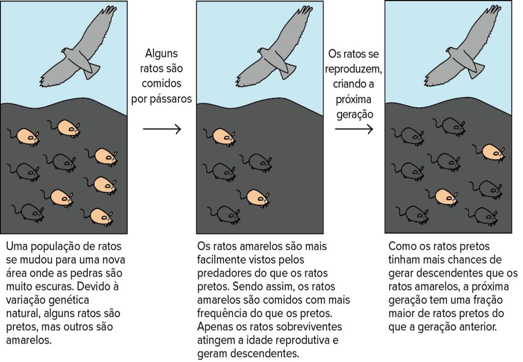esquema de seleção natural, teoria de Darwin