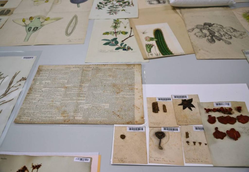 acervo de plantas de Darwin