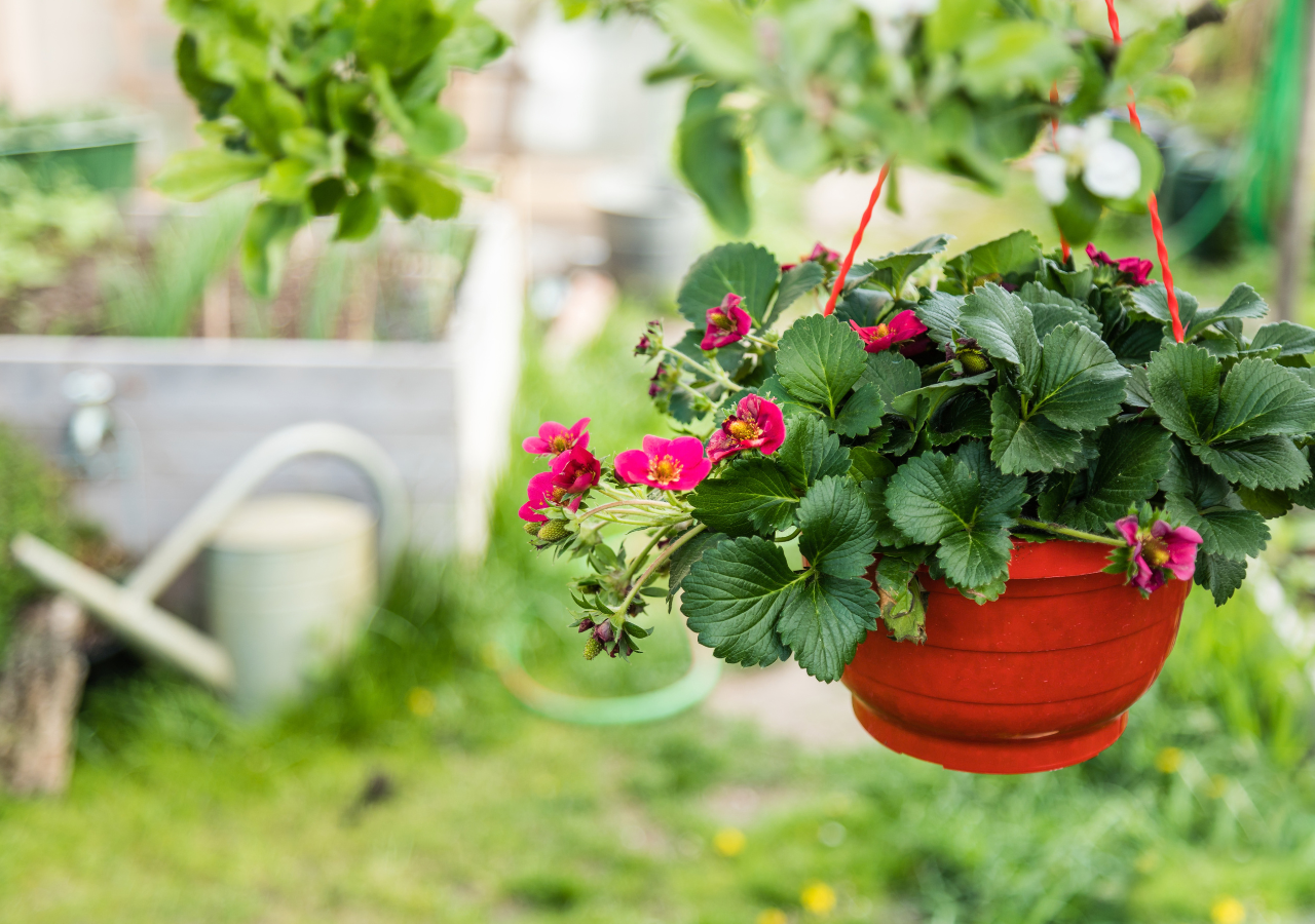 Las plantas colgantes ayudan a reducir la sensación de espacio cerrado porque rompen las líneas rectas de las paredes.