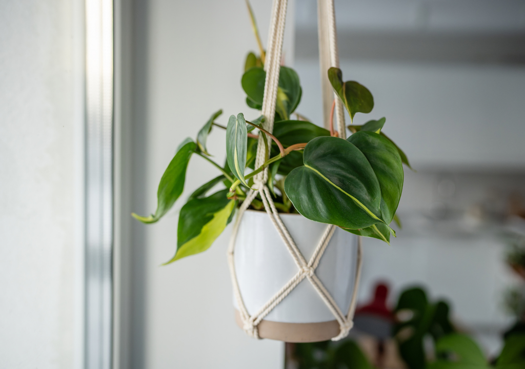 Hoy en día se utilizan mucho los soportes de cuerda o macramé, que además de sostener la planta aportan un estilo decorativo muy cálido y artesanal.