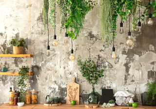 Plantas colgantes para interiores con poca luz: decora y purifica el aire al mismo tiempo