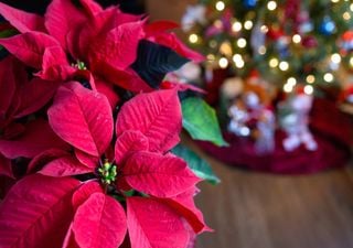 Plantas com floração de Natal: leve o espírito festivo para a sua casa