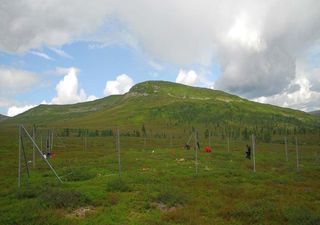 Un nuevo concepto en el Ártico, la "borealización": nuevas plantas de bosques colonizan cada vez más la tundra ártica