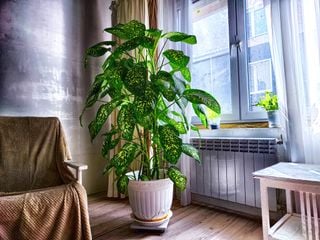 Plantas de interior: como preparar as suas para o outono e menos luz