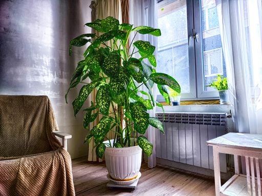 Plantas de interior: como preparar as suas para o outono e menos luz
