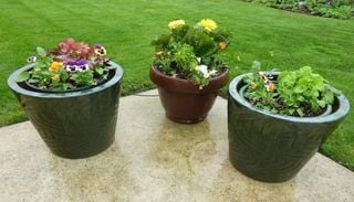 Plantas de vaso de baixa manuten&ccedil;&atilde;o e amigas dos polinizadores para transformar um p&aacute;tio pequeno