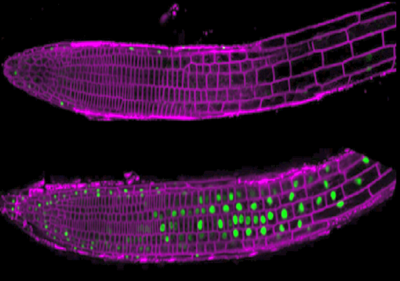 Raíces de Arabidopsis thaliana en condiciones normales (arriba) y tras 30 minutos con exceso de sal (abajo). En verde, la proteína H3.14 / Rocío Núñez-Vázquez, CBM