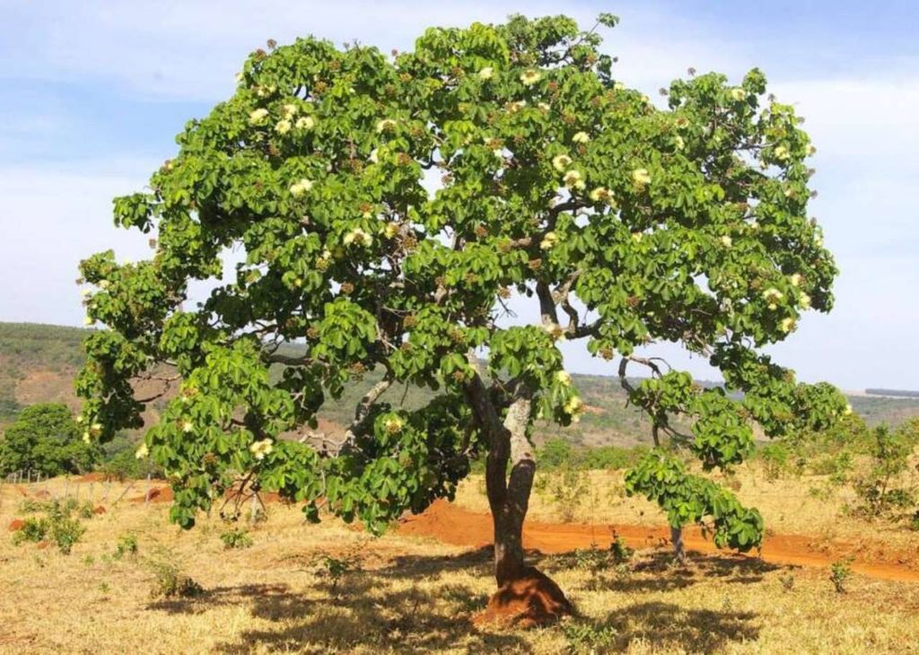 Pequizeiro (Caryocar brasiliense)