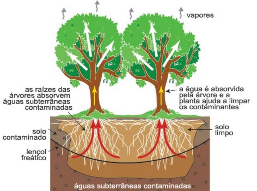 técnica de fitorremediação técnica de fitorremediação