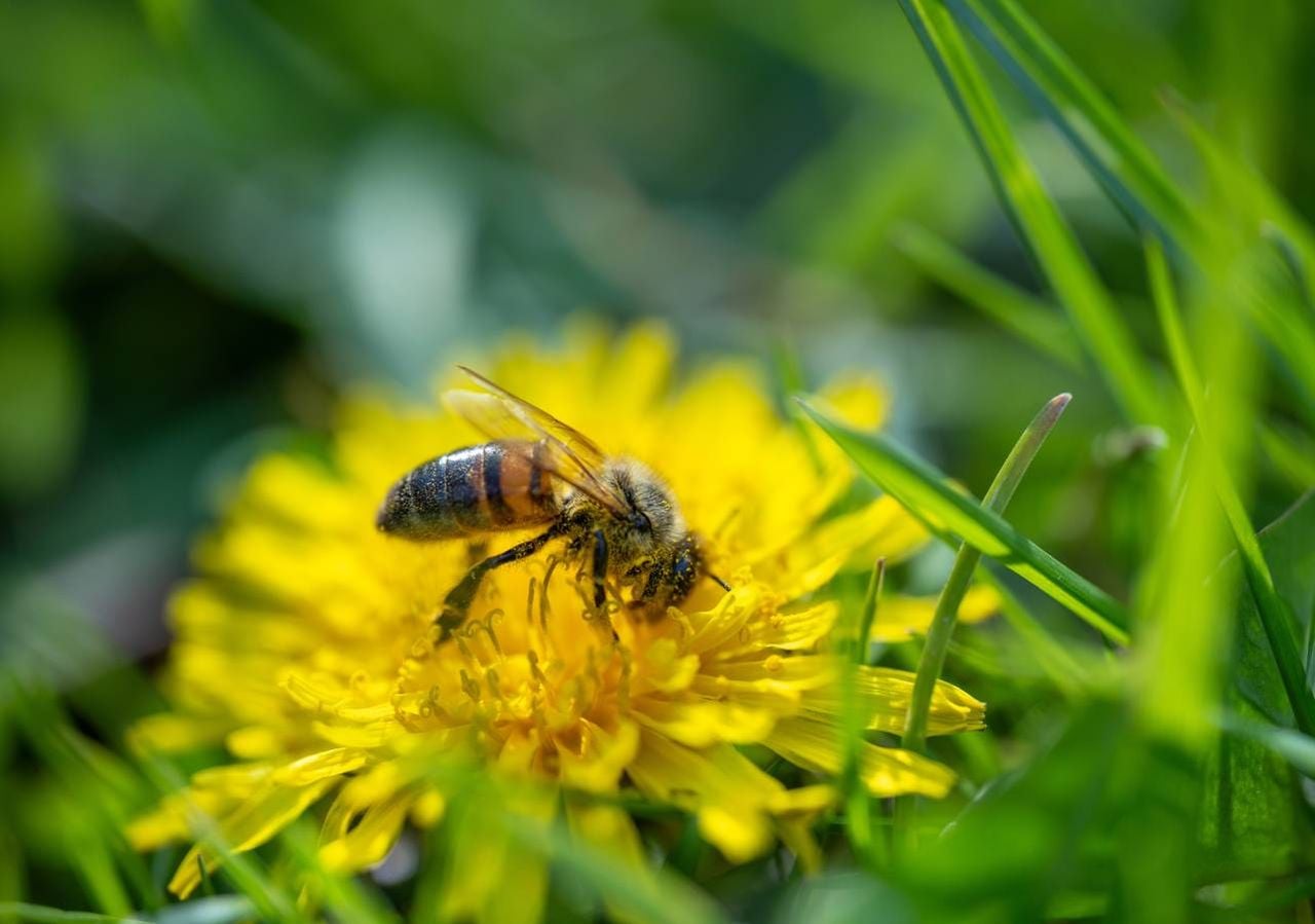 Las sequías pueden reducir el valor calórico del néctar de las flores hasta en un 98 %, según un estudio.