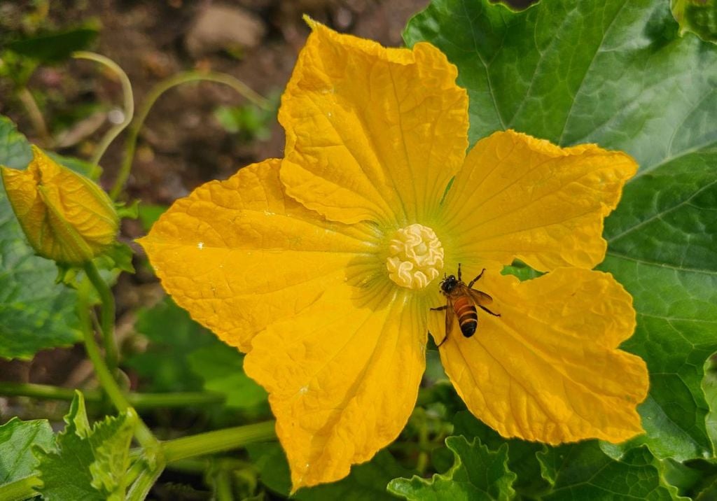 abeja sobre una flor abeja sobre una flor