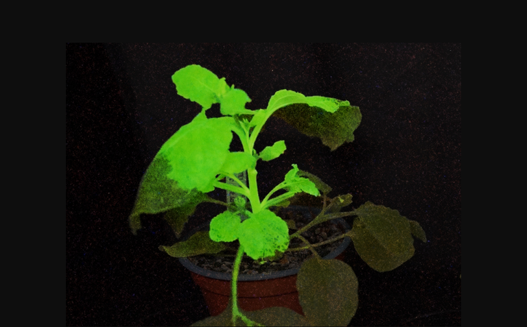 &iquest;Pueden las plantas emitir luz o brillar para avisar de plagas?. Los cient&iacute;ficos del CSIC tienen la respuesta