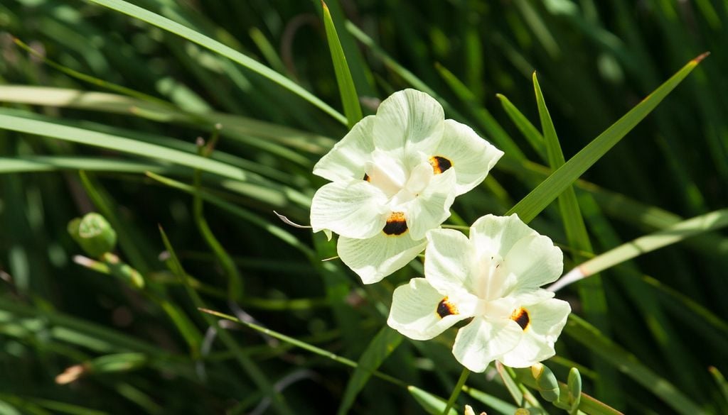 plantas Una especie rústica que transforma canteros y se adapta a casi cualquier jardín.
