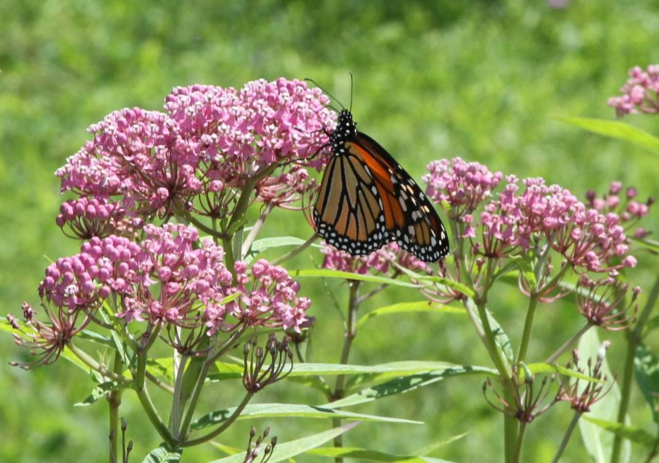 A borboleta-monarca depende exclusivamente da asclépias para a sua fase larval, pois as suas lagartas alimentam-se apenas das folhas destas plantas.
