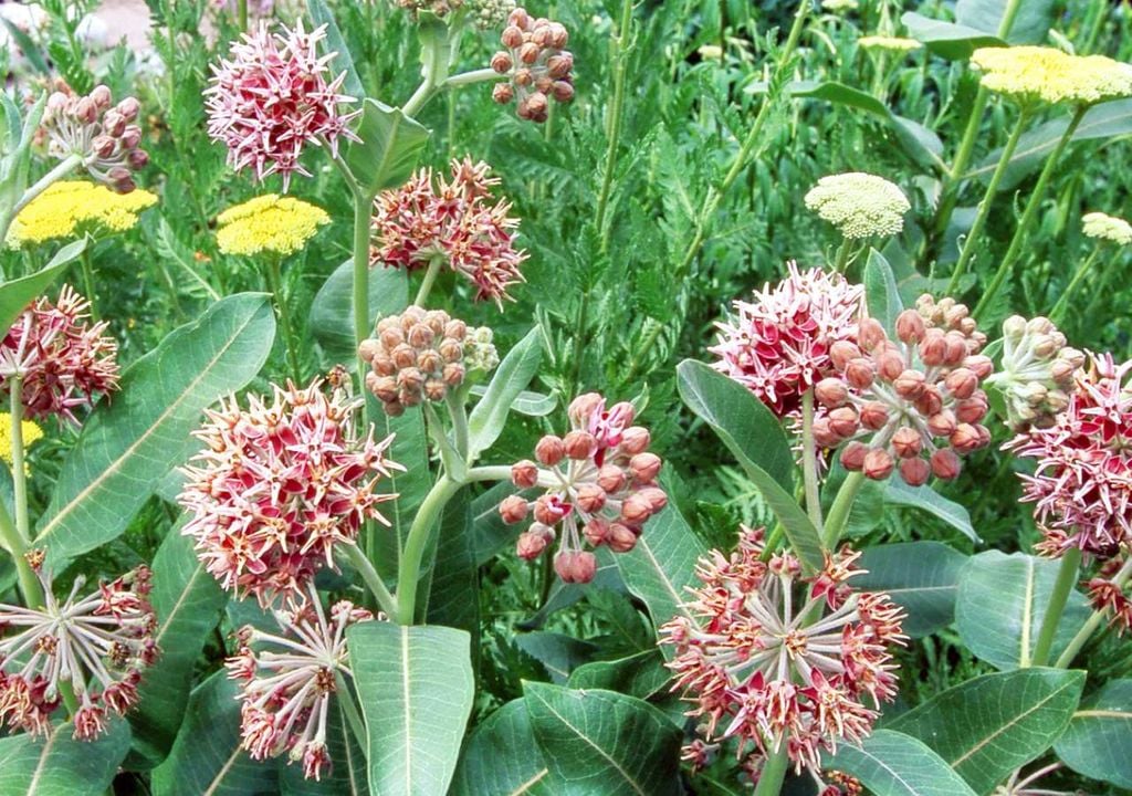 Asclepias Asclepias
