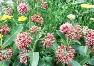 Plantas hospedeiras e polinizadores: a importância da Asclepias para a sobrevivência da borboleta-monarca
