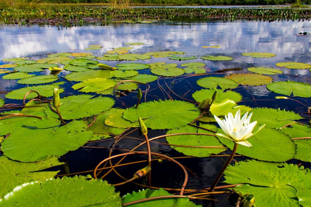 El lirio acuático es una de las 665 plantas invasoras que se tienen identificadas en México. El lirio acuático es una de las 665 plantas invasoras que se tienen identificadas en México.
