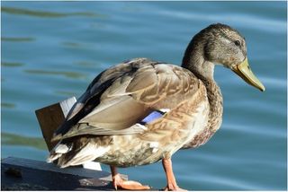 Plantas invasoras y patos