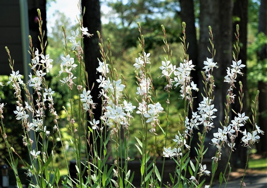 gaura