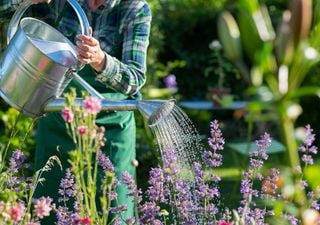 Plantas ornamentales y auxiliares ideales para resistir el calor del verano chileno