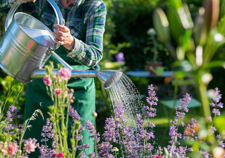 Plantas ornamentales y auxiliares ideales para resistir el calor del verano chileno