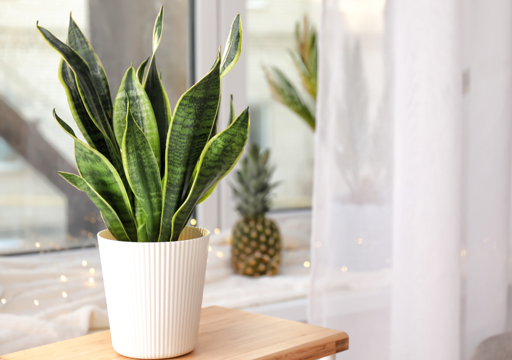 Lengua de suegra planta interiores.