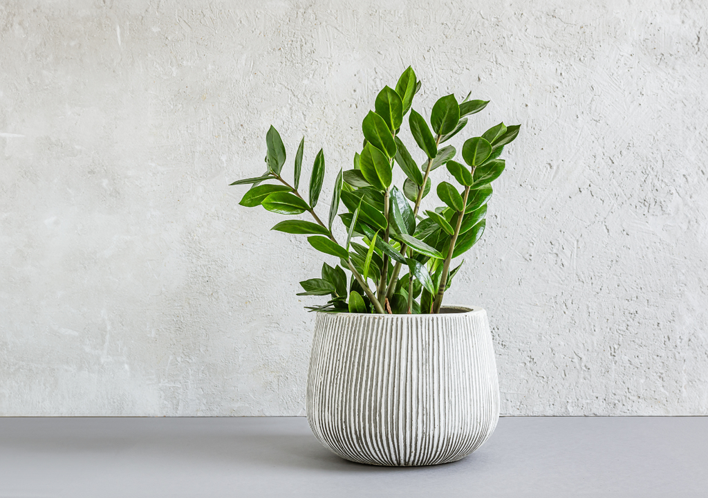 Zamioculca planta de interiores