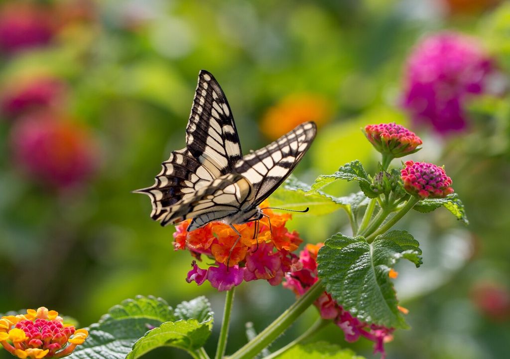 Lantana Lantana