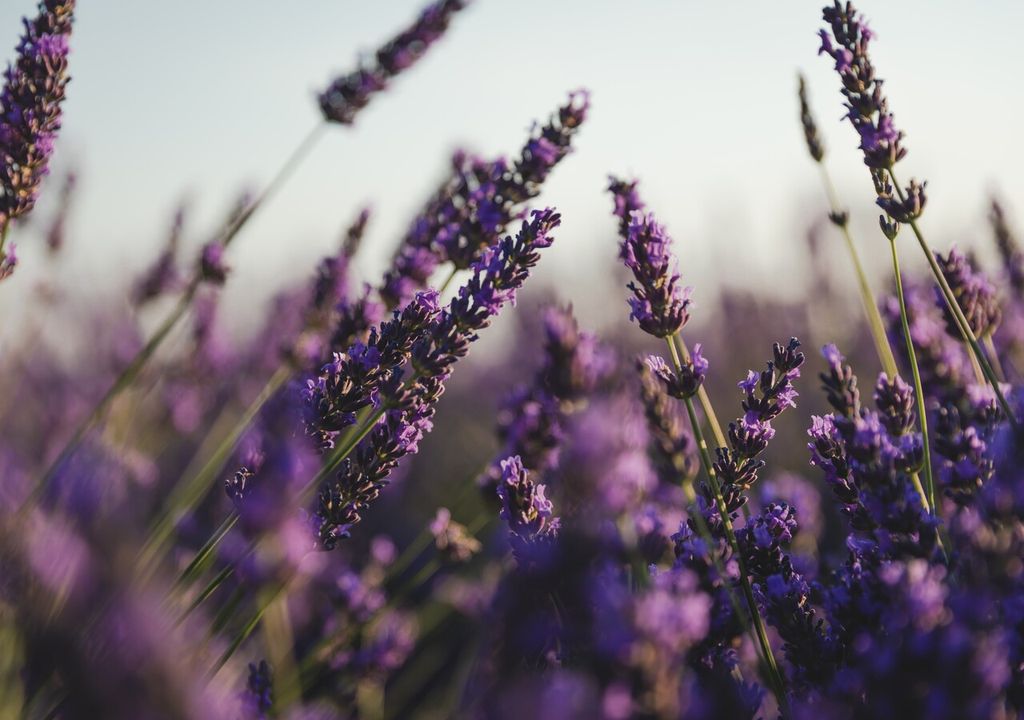 Lavanda Lavanda